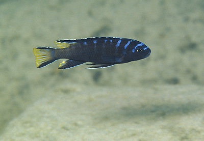 Maylandia sp. 'elongatus ngkuyo' Undu Point